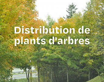 Distribution de plants à l'occasion du mois de l'arbre et des forêts