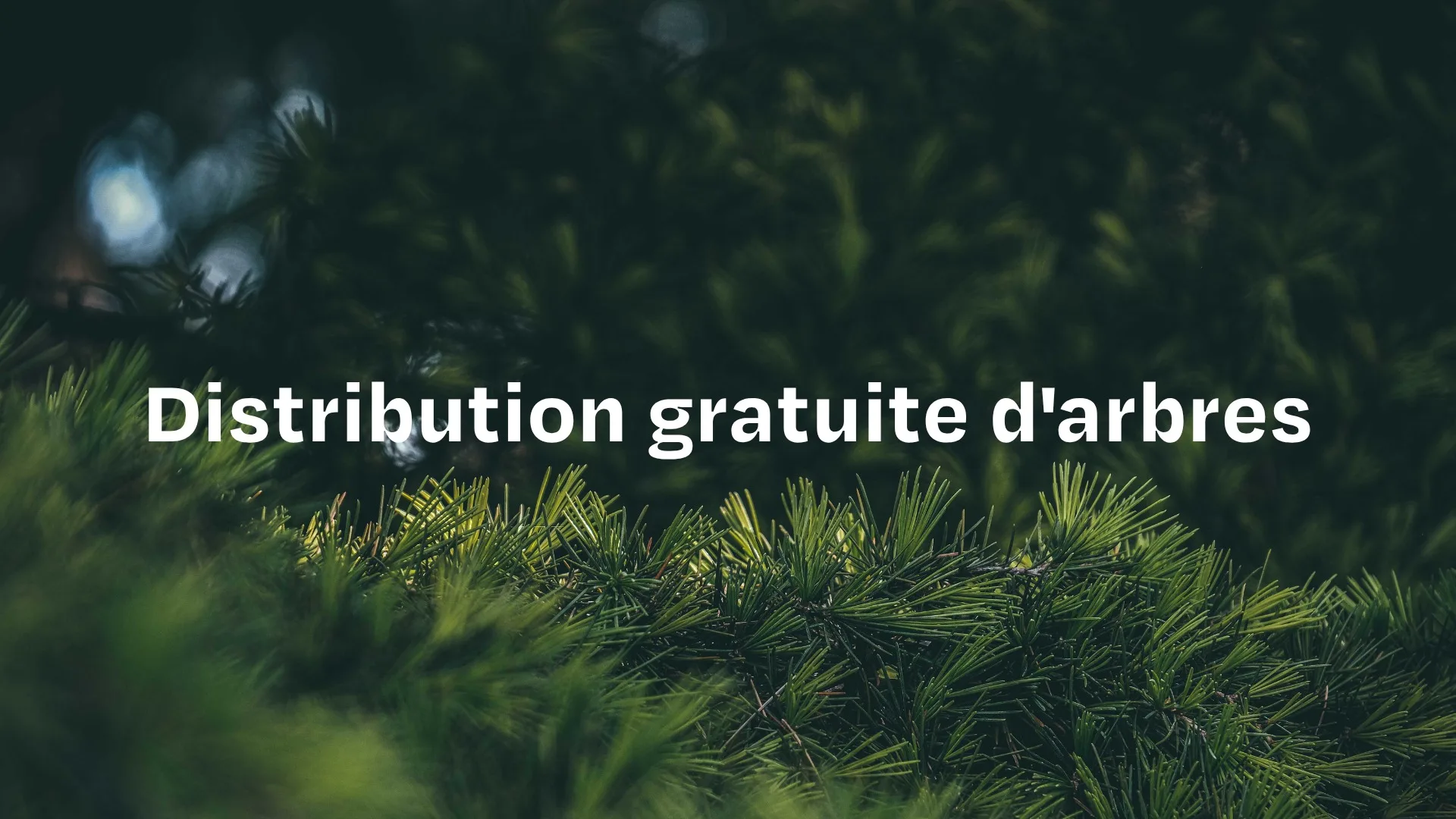 Distribution gratuite d'arbres