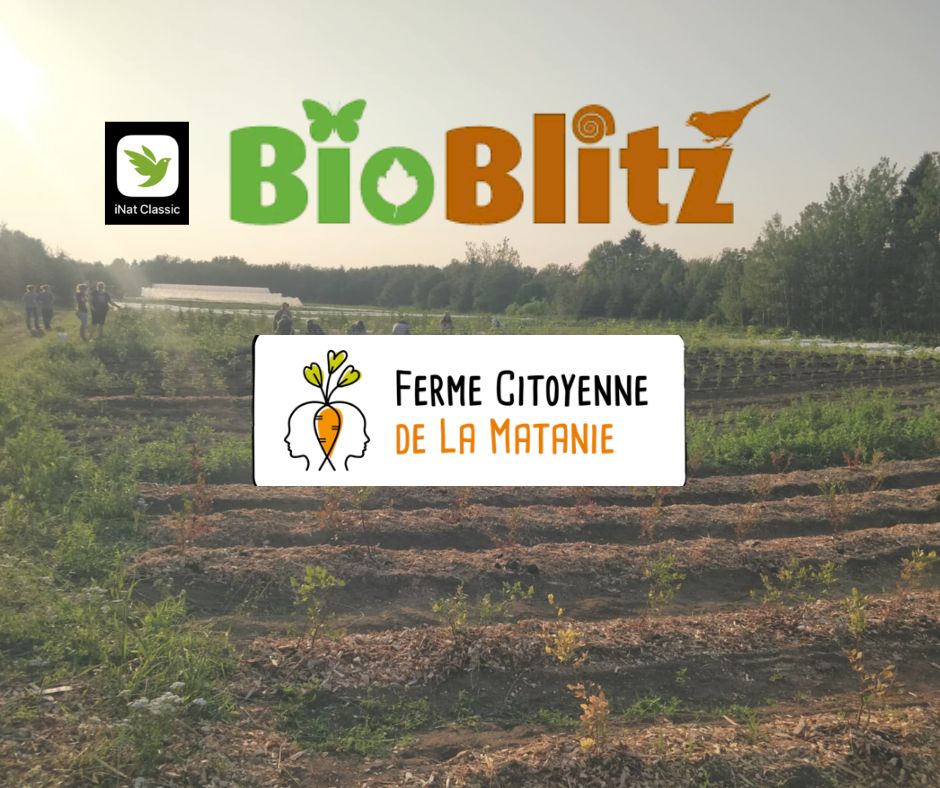 BioBlitz - une activité pour identifier la faune et la flore!