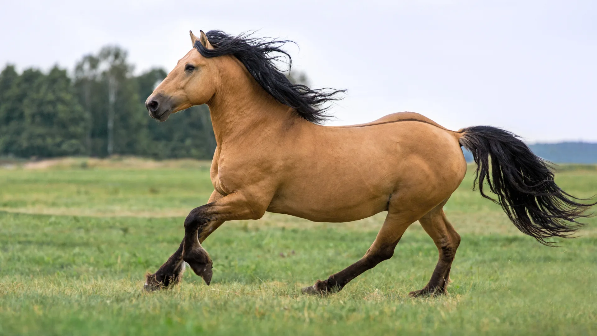Animation pour les tout-petits - Les chevaux